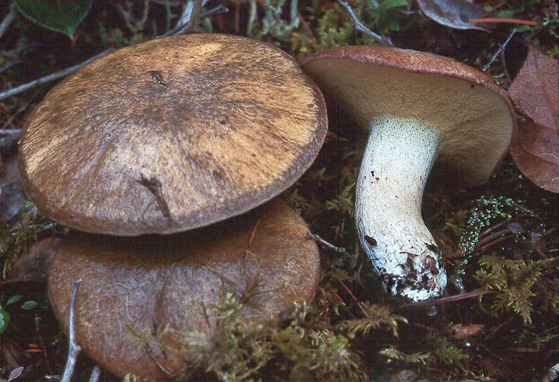 Suillus granulatus